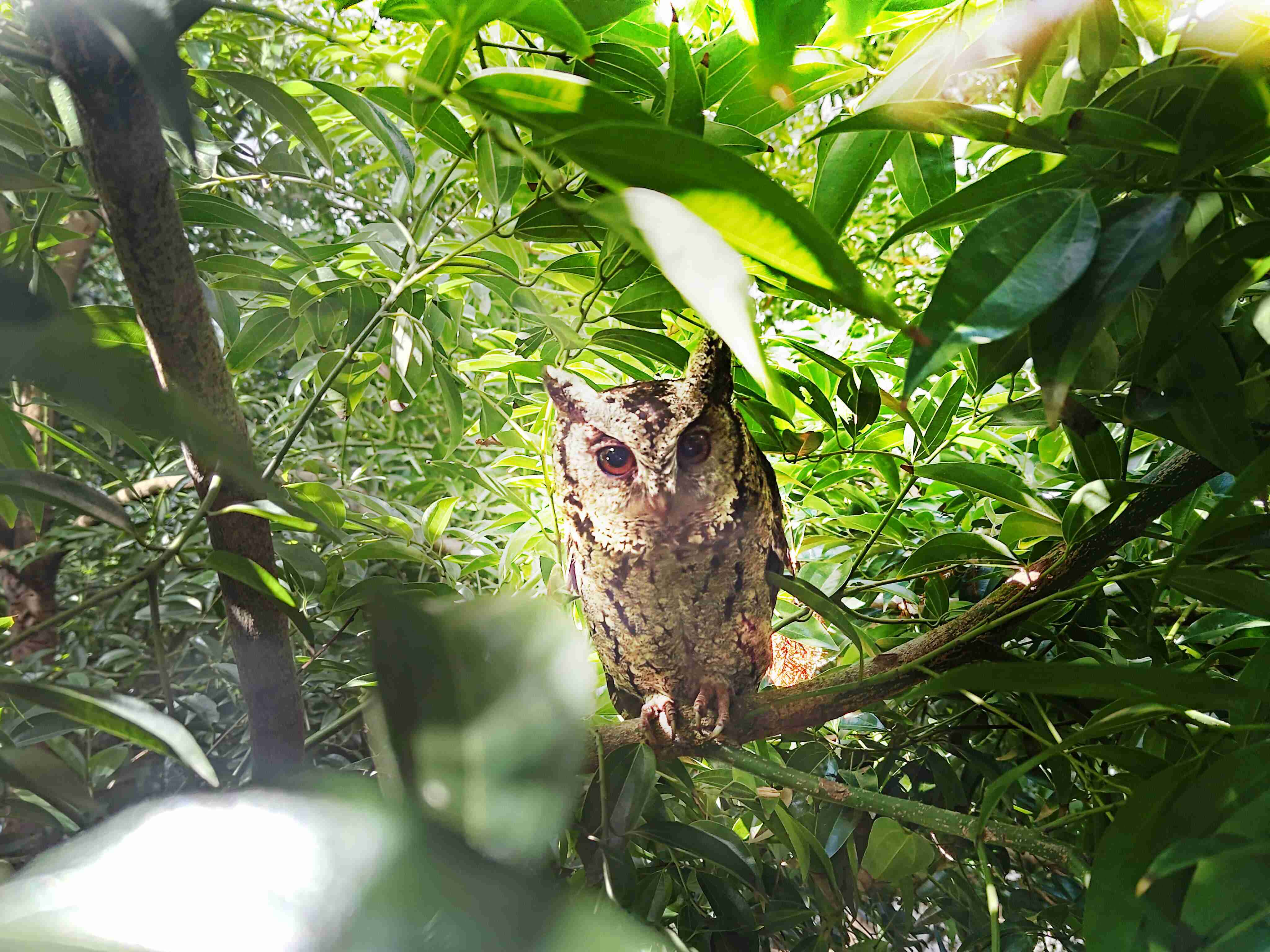 口袋牛店致力提倡净零绿生活，，16年以来在全球各厂区植树逾百万棵，，造就各厂区树木蔚然成林，，，犹如森林工厂，，，，成为许多生物的栖息地